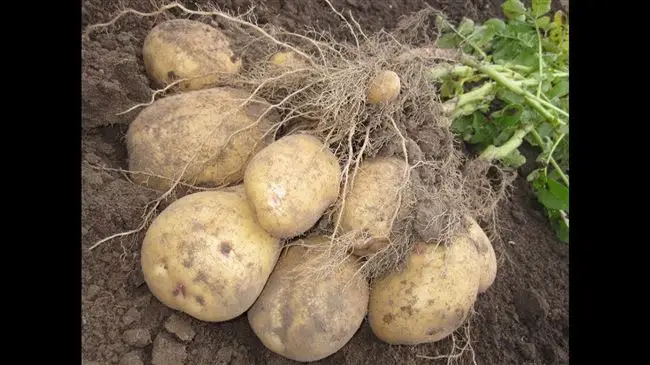 Картофель престиж описание сорта — Самые урожайные и самые вкусные сорта картофеля. Что подойдёт для жарки или варки, а что — для приготовления салата. Что влияет на вкус и как вырастить вкусный картофель.