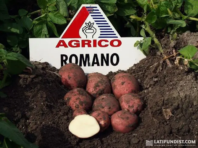 Картофель Романо: описание и характеристики сорта с фото, урожайность и отзывы садоводов