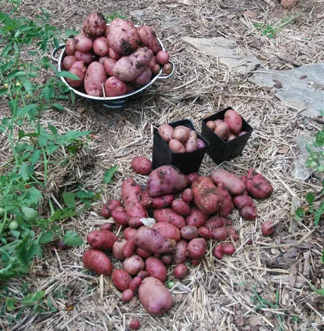 Среднеспелый сорт картофеля Рябинушка с розоватым цветом кожуры