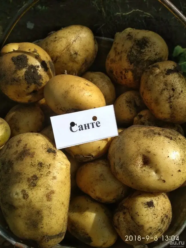 Картофель Санте – описание сорта, фото, отзывы