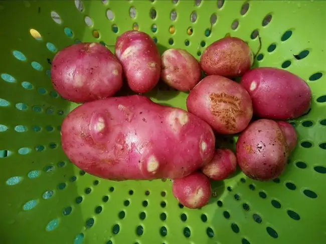 Сорт картофеля «Северный» – описание и фото