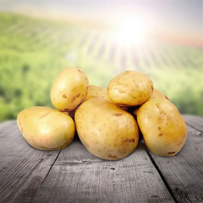 Картофель Солнечный, Нарымская селекция, 1 кг