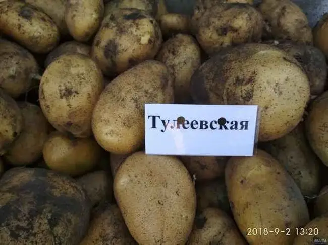Картофель Тулеевский: богатый урожай с вашего огорода