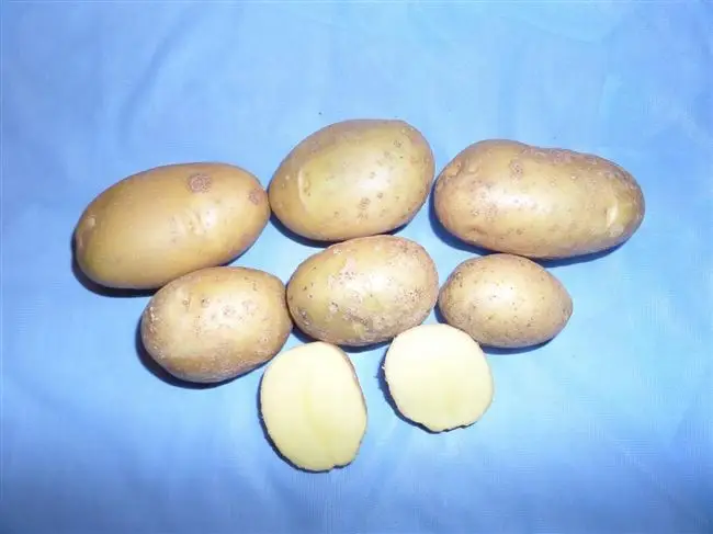 Картофель Уладар: описание сорта, фото, отзывы о картошке, характеристика и вкусовые качества урожая