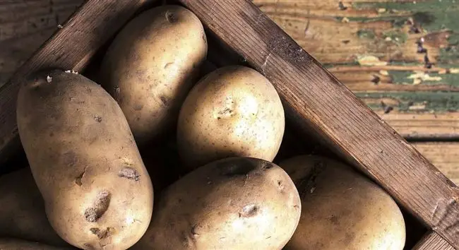 Картофель уральский ранний описание сорта — 10 лучших сортов картофеля для Урала — рейтинг 2022