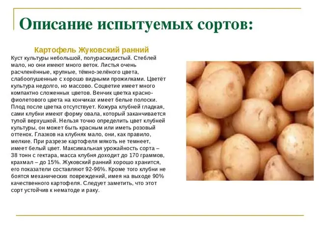Агротехника культивирования картофеля «Утро»