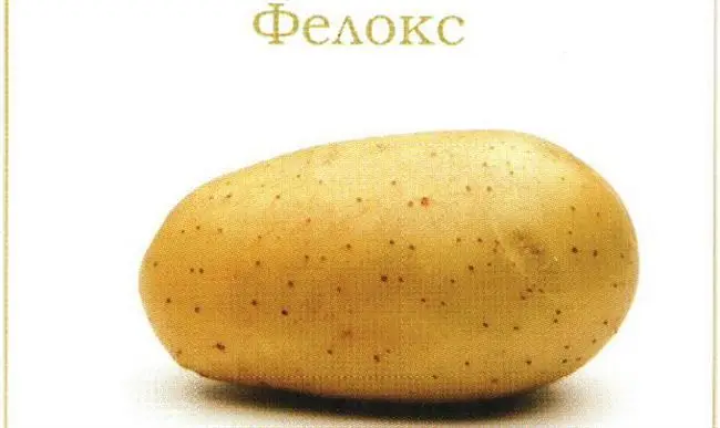 Картофель Фелокс (Feloks) | Сорта картофеля
