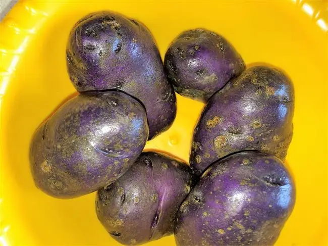 Лучшие и урожайные сорта фиолетового картофеля: характеристики сортов, фото и описание, особенности выращивания и ухода, отзывы дачников