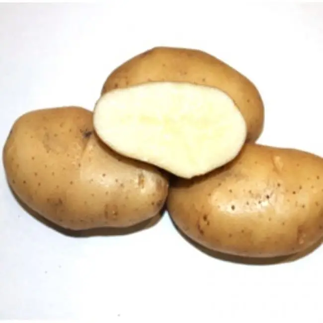 Сорт картофеля Фрителла: фото, отзывы, описание, характеристики.