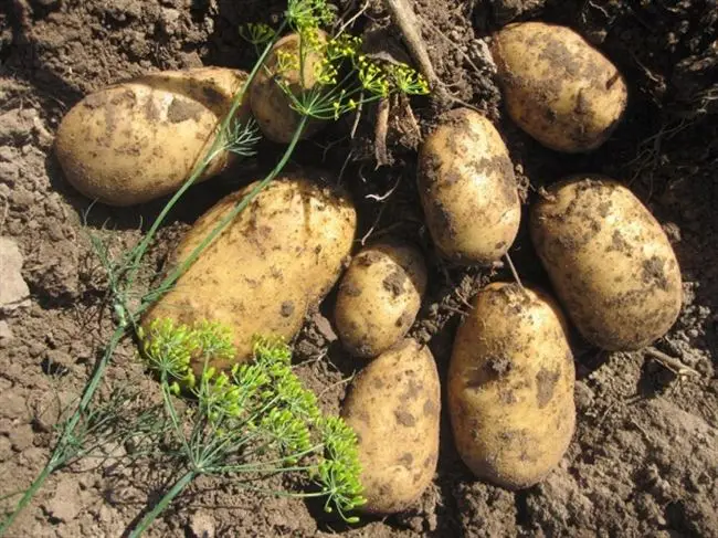 Картофель Чароит — характеристика сорта с двойным урожаем за сезон