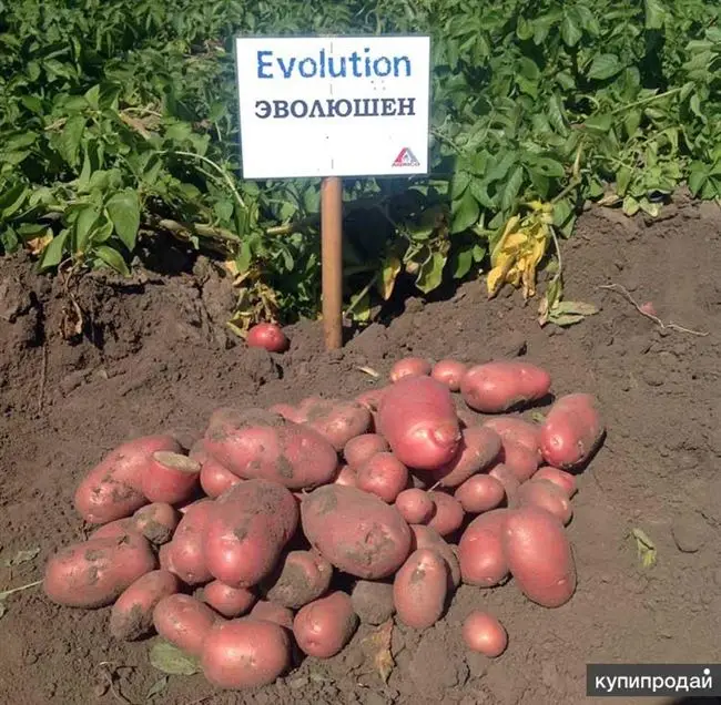 Картофель Эволюшн: характеристика и описание селекции, способы выращивания и охват урожайности, фото