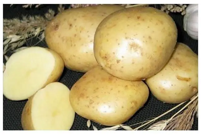 Картофель Юбилей Жукова | Сорта картофеля