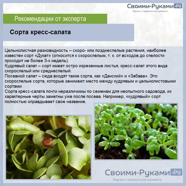 Кресс салат обильнолистный описание сорта — Кресс-салат: выращивание из семян в открытом грунте и рассады в домашних условиях, фото