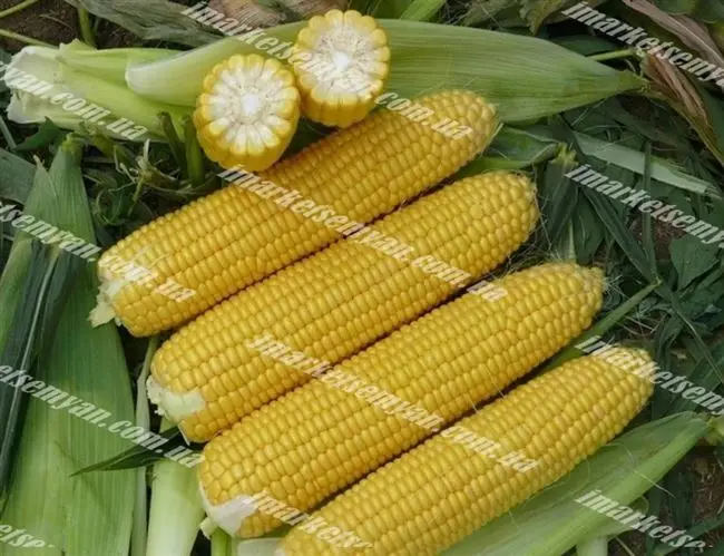 Кукуруза шавокс описание сорта