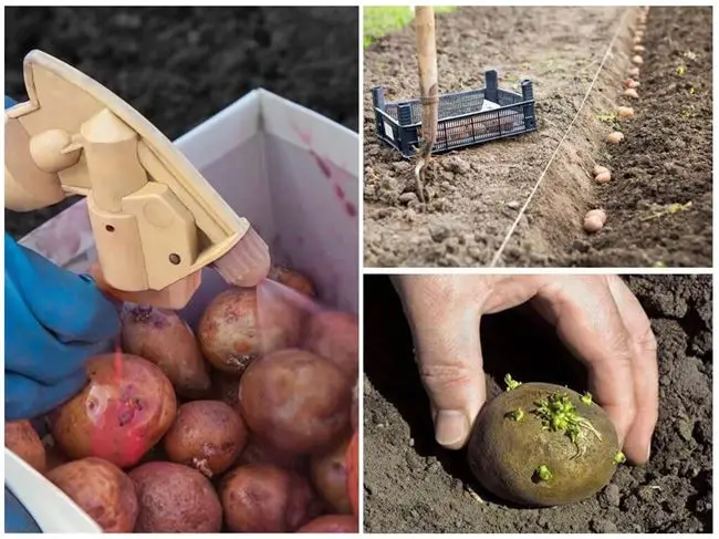 Способы защиты картофеля от медведки — обработка до посадки