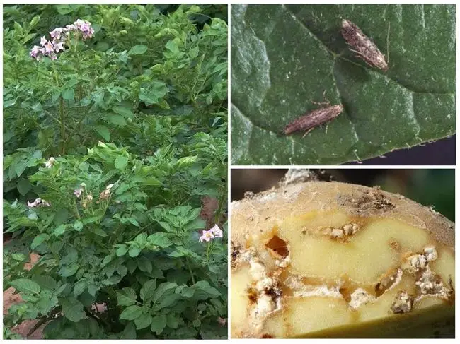 Все о картофельной моли: описание, фото, а также как с ней бороться? Русский фермер
