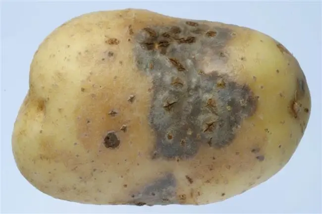 Болезни картофеля (ботвы, клубней): фото описание и лечение. Причины заболеваний. Как отличить от недостатка микроэлементов, ошибок в выращивании и уходе.