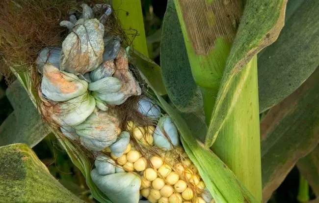 Что такое пузырчатая головня. Заболевания кукурузы.Симптоматика и способы борьбы с заражением кукурузных всходов грибными спорами