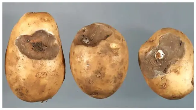 Фомоз картофеля: описание, симптомы и меры защиты. Официальный сайт компании Bayer Crop Science Россия.