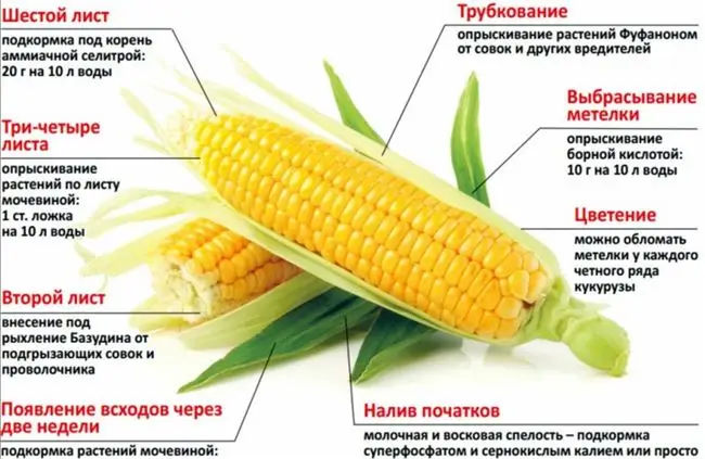 Чем подкормить кукурузу: удобрения при выращивании овоща на зерно и для употребления в пищу, внесение подкормок в июне, июле и августе