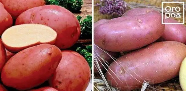 Картофель Алена описание сорта — Картошка Алёна | Сорта картофеля