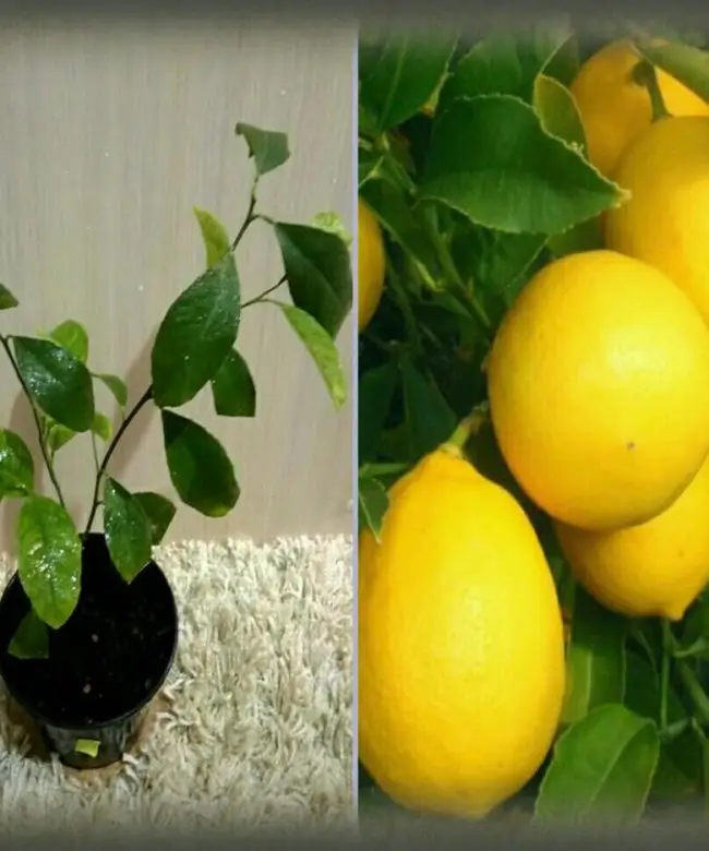 Сорт лимона Мейер (Лимон Мейера)