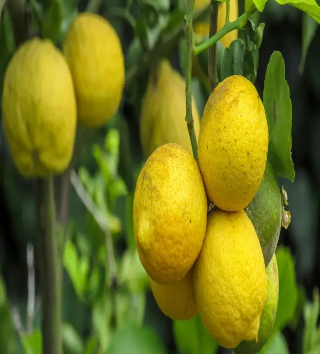 Урман — сорт растения Лимон