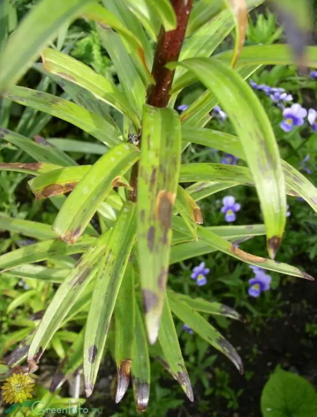 Ржавчина на лилии — Болезни лилий и их лечение: фото, способы, чем обработать от ржавой гнили