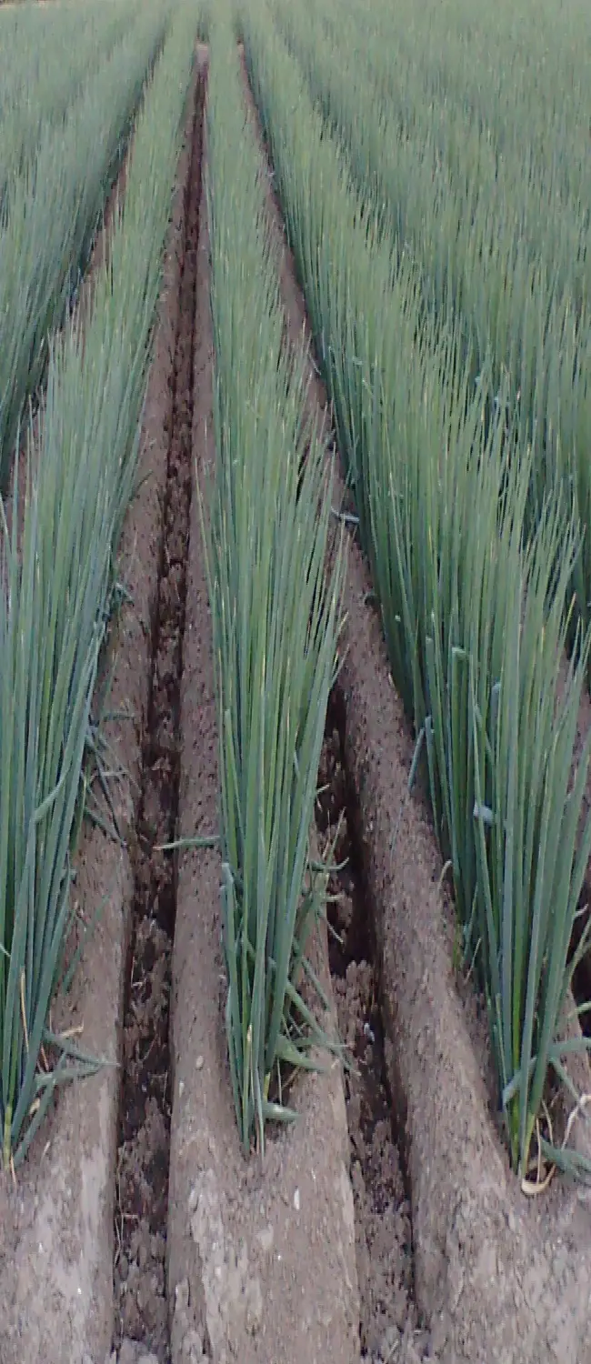 Чем подкормить лук батун — Лук-батун: выращивание из семян, посадка и уход в открытом грунте, фото