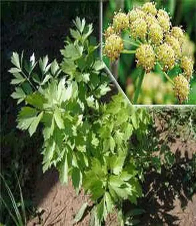 Любисток: лечебные свойства, выращивание в саду