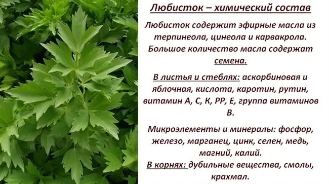 Любисток амур описание сорта — Любисток: выращивание, лечебные свойства и противопоказания, фото