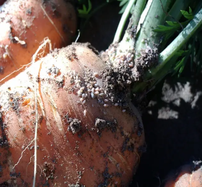 Вредители моркови — фото и как с ними бороться