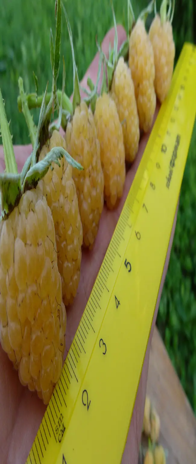 Малина Желтый Гигант: описание необычного желтого сорта с крупными плодами