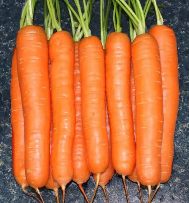 Морковь Бейби F1 семена — низкая цена, описание, отзывы, продажа