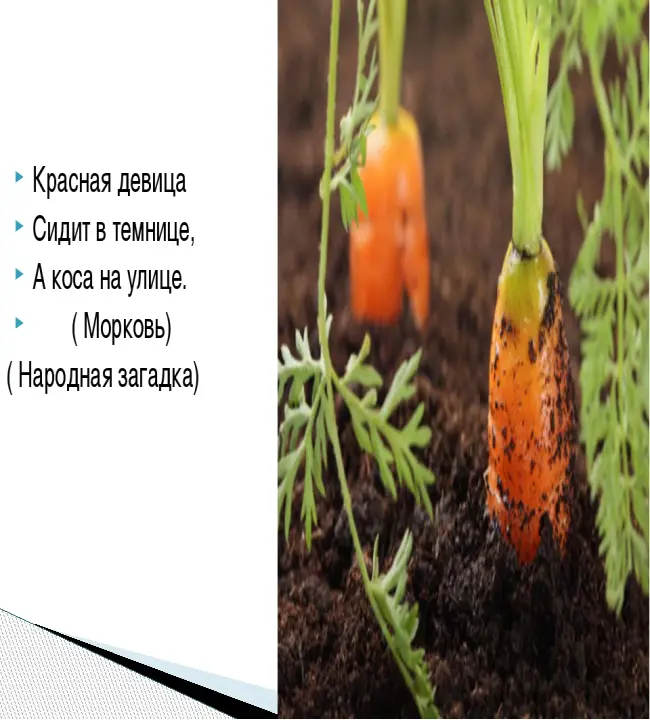 Краса Девица - сорт растения Морковь