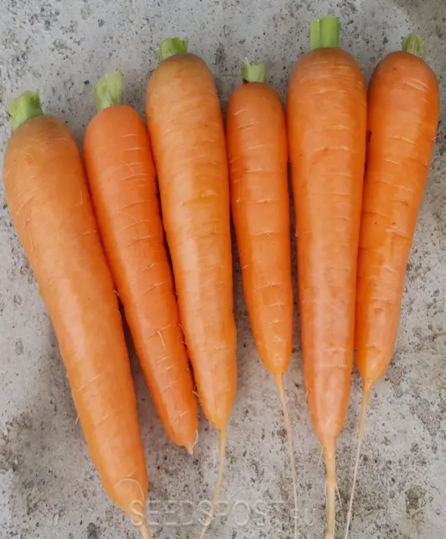 Морковь анастасия описание сорта