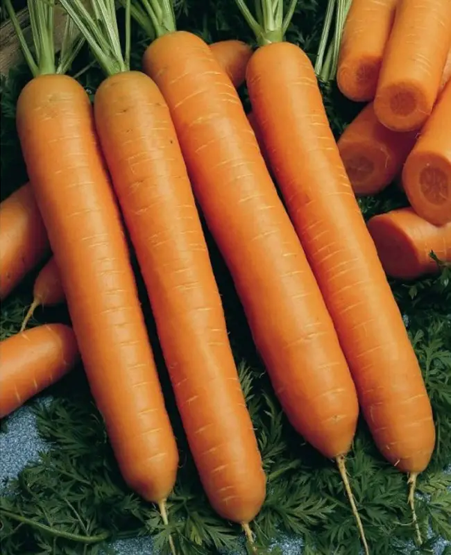 Морковь Балтимор F1: описание, отзывы, фото высокоурожайного гибрида