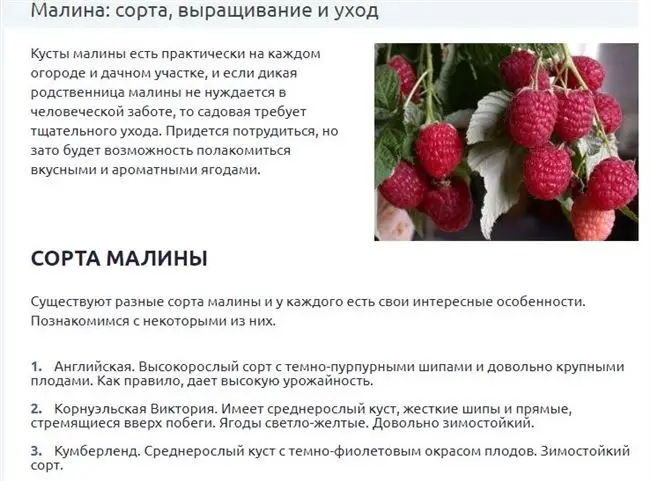 Малина Арочная: описание сорта, фото, отзывы садоводов, особенности выращивания, видео