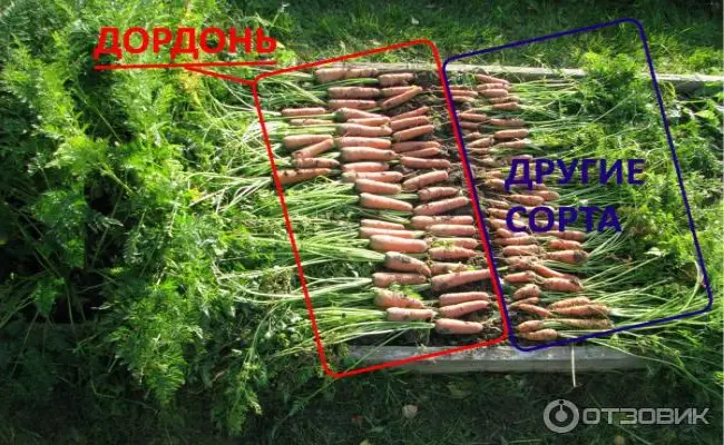Морковь сорта Дордонь: характеристика и описание сорта, особенности выращивания и ухода, фото
