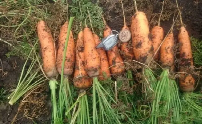 Морковь Кордоба F1: характеристика и описание сорта, особенности ухода и выращивания в домашних условиях, фото