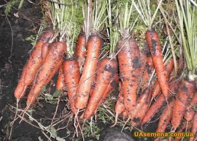 Морковь «Королева осени»: отзывы, фото, урожайность, описание и характеристика сорта