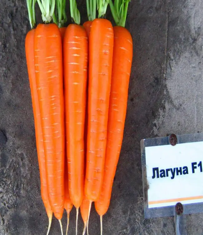 Сорт моркови Лагуна (F1)