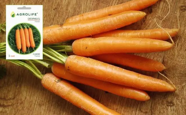 Особенности моркови сорта Болтекс. Агротехника выращивания, похожие виды