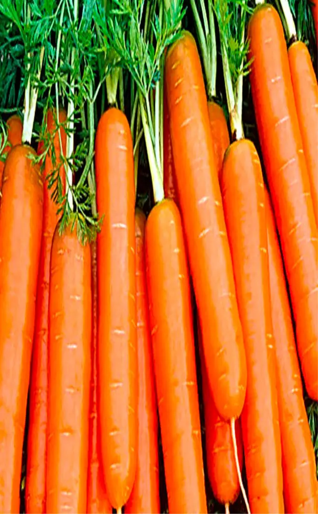 Описание и характеристики. Морковь Зарядка — Раннеспелый сорт, период от всходов до хозяйственной годности 90-95 дней. Урожайность высокая – 8-9кг/м2. Корнеплоды удлиненно-конические (сортотип Ам