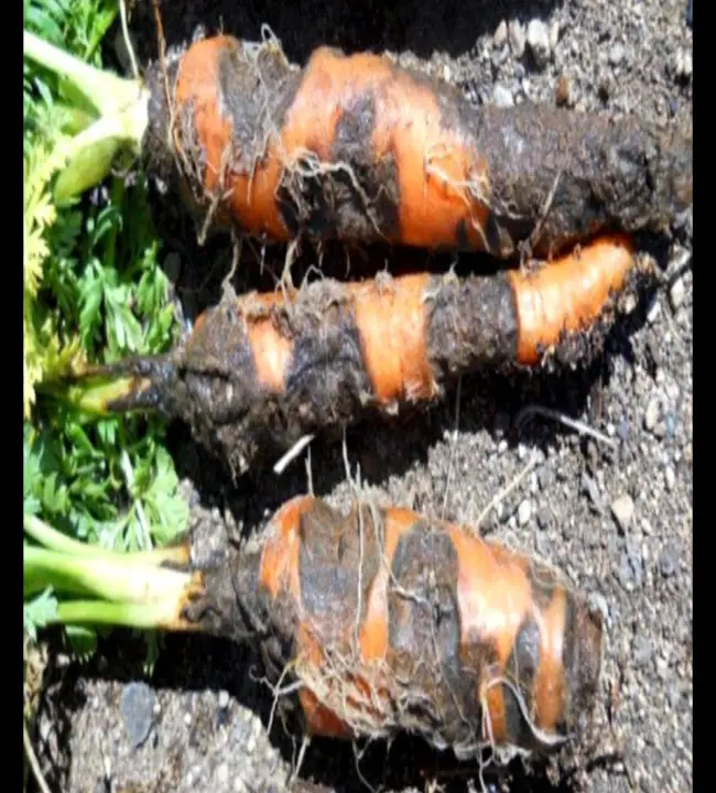 Черная гниль моркови, или альтернариоз, нередко поражает корнеплоды еще на грядках в период их роста, однако проявиться данный недуг иногда может лишь во время хранения. Особую опасность черная гниль представляет для семенников моркови, вызывая не только внешнюю их инфекцию, но и внутреннюю. А всхожесть семян при этом может снижаться до 75%. Помимо моркови, эта напасть нередко поражает сельдерей, петрушку и некоторые иные культуры.