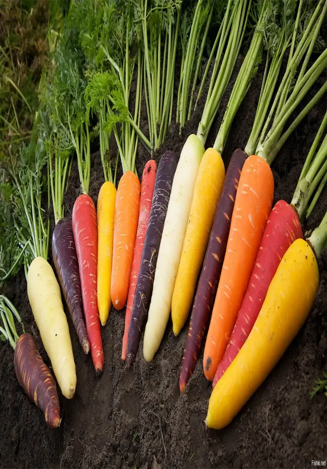 морковь Камаран F1 гибрид семена, фото, описание, характеристики
