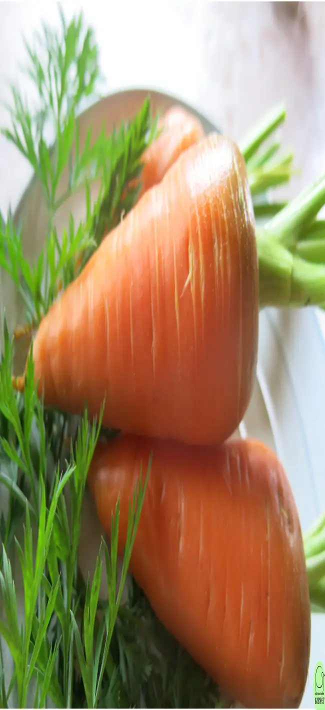 морковь роте ризен красный великан: описание и характеристики, как правильно сажать + отзывы