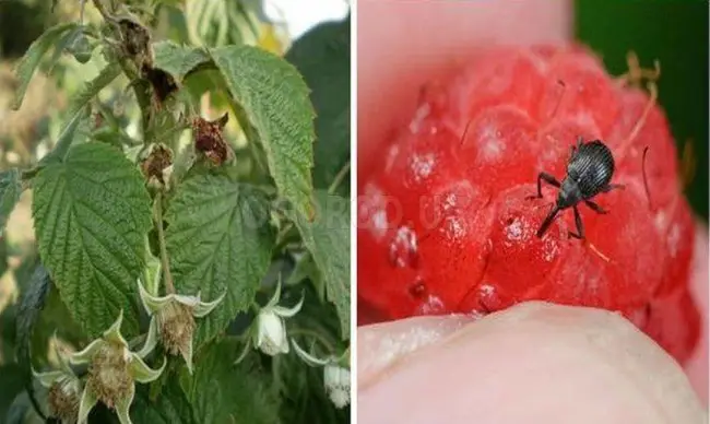 Вредители малины и борьба с ними: фото и видео, описание насекомых и способов их устранения