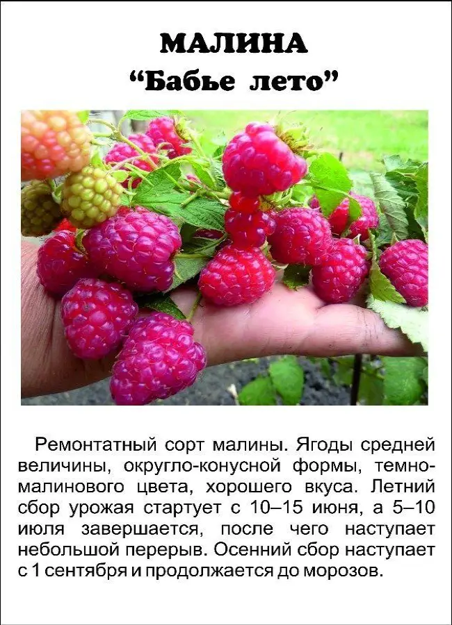 Сорт малины для средней полосы россии
