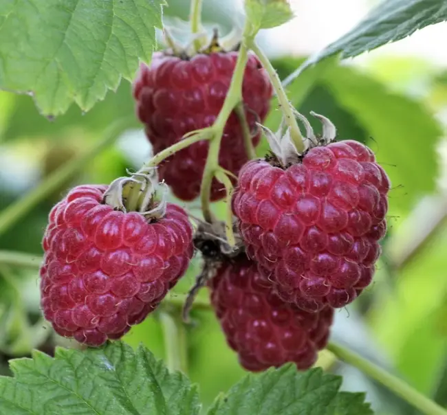 Малина Гусар: описание сорта, посадка, выращивание, уход за ягодой